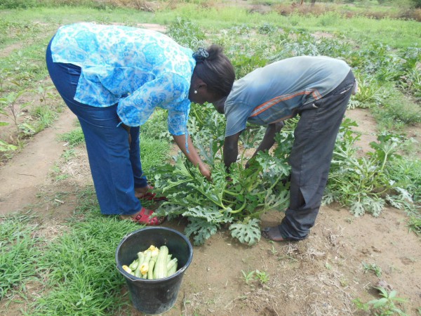 Production légumière de la ferme de Yelemani à Loumbila. Des légumes 100% Naturels.